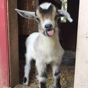 Meet your Posher, Mary anne